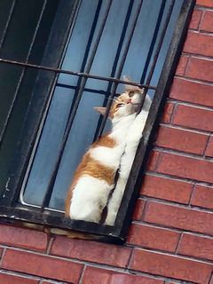 窓枠猫.jpg